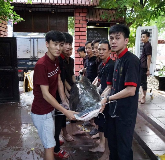 Ba con cá lăng nặng 280 kg “bay” từ Campuchia về Đà Nẵng - Ảnh 2.