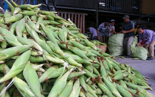 Chợ bắp lớn nhất Sài Gòn - Ảnh 2.