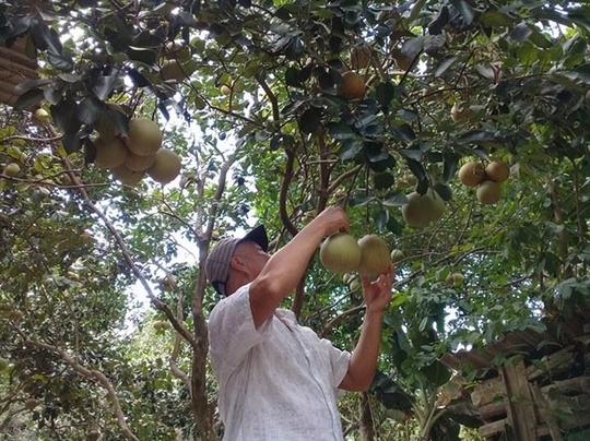 Thanh trà Thủy Biều, đặc sản tiến vua đang giúp người dân làm giàu - Ảnh 1.