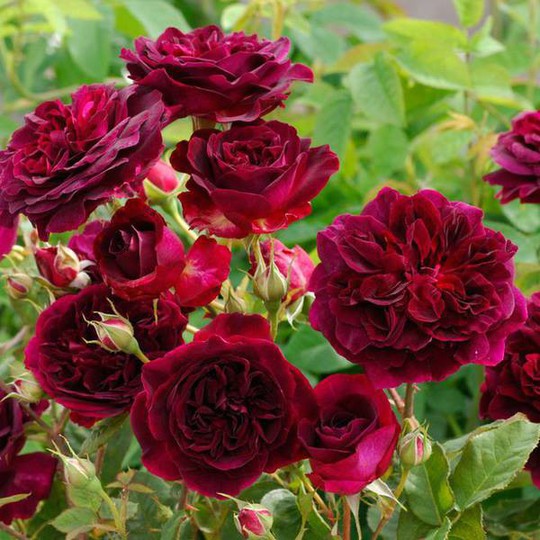 Mê mẩn vườn hồng hơn 1.000 gốc của cụ ông 91 tuổi - Ảnh 1.
