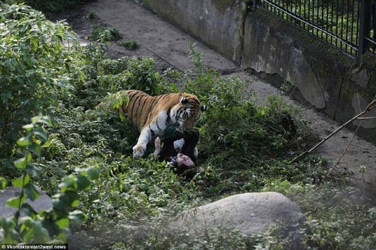 Hổ tấn công nhân viên sở thú trước mắt du khách - Ảnh 2.