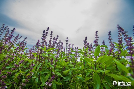 Thực hư cánh đồng hoa Lavender ở ngoại ô Hà Nội - Ảnh 1.