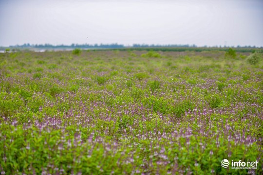 Thực hư cánh đồng hoa Lavender ở ngoại ô Hà Nội - Ảnh 2.