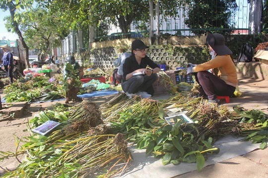 Săn vô tội vạ, lan rừng quý có nguy cơ cạn kiệt - Ảnh 1.