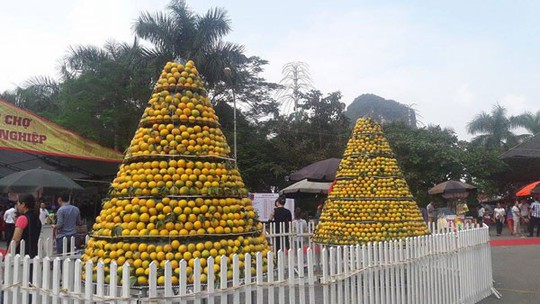 Cam Cao Phong còn 20.000 đ/kg, lo vỡ trận vì diện tích tăng cao - Ảnh 1.