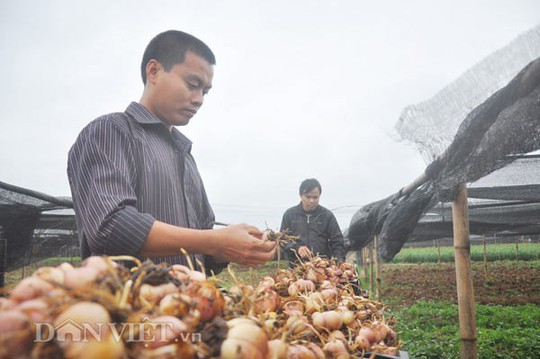 Bộ ba trai họ Bùi thu 10 tỷ/năm nhờ loài hoa đẹp nhất thế giới - Ảnh 1.