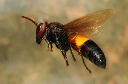 Tò mò nếm thử… ong vò vẽ cực độc ở miền Tây - Ảnh 1.
