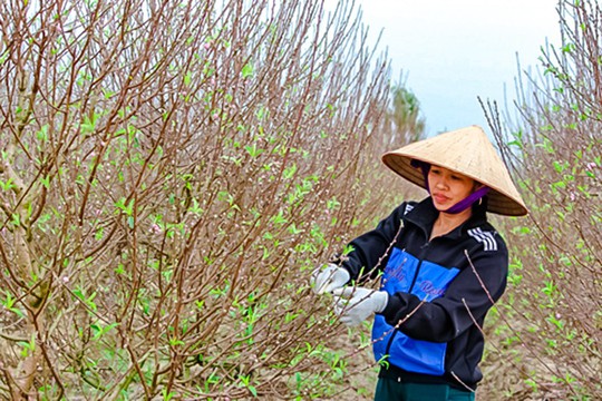 Dân trồng đào “nín thở” chờ Tết - Ảnh 1.