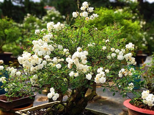  Mua hồng bonsai sang chảnh về chưng Tết - Ảnh 1.