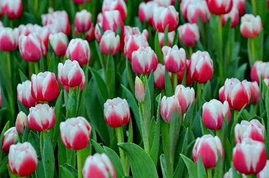 Lạc lối giữa ngàn hoa Tulip tại Vinpearl Land Nha Trang - Ảnh 1.