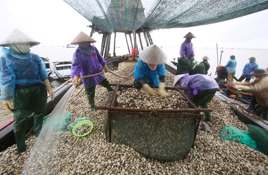 Cận cảnh bắt hàng trăm tấn ngao ở biển Tiền Hải - Ảnh 11.