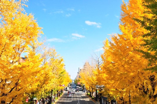 Những đường cây mùa thu đẹp nhất thế giới - Ảnh 11.