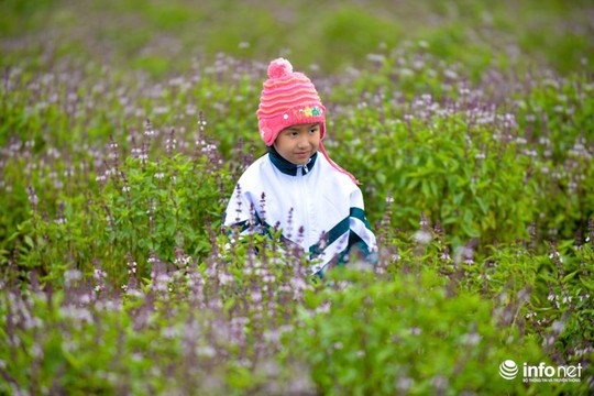 Thực hư cánh đồng hoa Lavender ở ngoại ô Hà Nội - Ảnh 11.