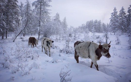 Thăm ngôi làng lạnh nhất thế giới ​Oymyakon - Ảnh 12.