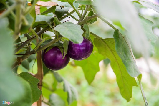Kiểu trồng rau có 1 không 2 của người Hà Nội - Ảnh 12.