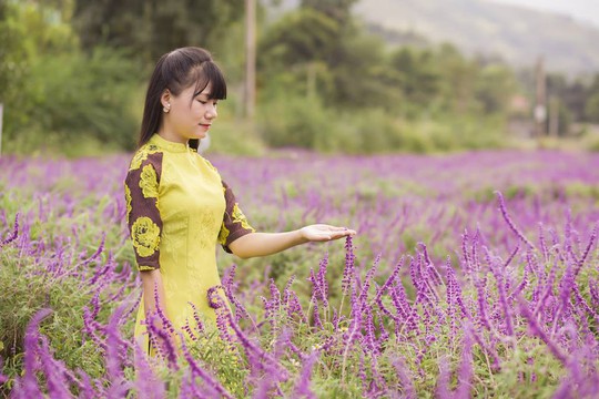 Ngẩn ngơ với thung lũng hoa ở cao nguyên Lào Cai - Ảnh 4.