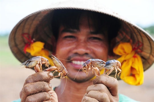 Săn dế cơm, kiếm 300 ngàn đồng/ngày như chơi - Ảnh 13.