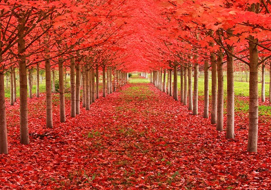 Những đường cây mùa thu đẹp nhất thế giới - Ảnh 13.