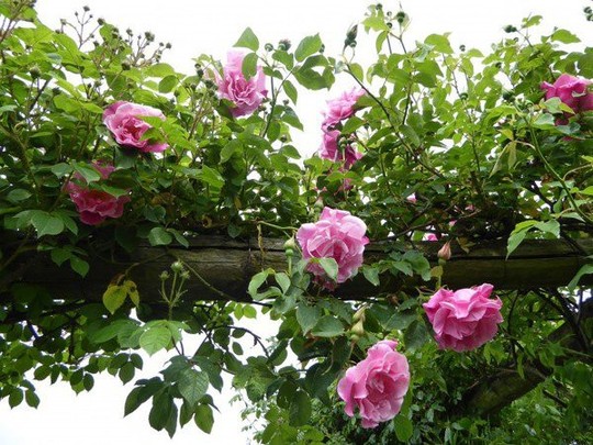 Mê mẩn vườn hồng hơn 1.000 gốc của cụ ông 91 tuổi - Ảnh 13.