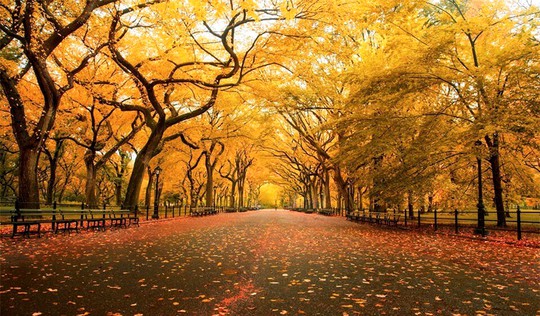 Những đường cây mùa thu đẹp nhất thế giới - Ảnh 14.