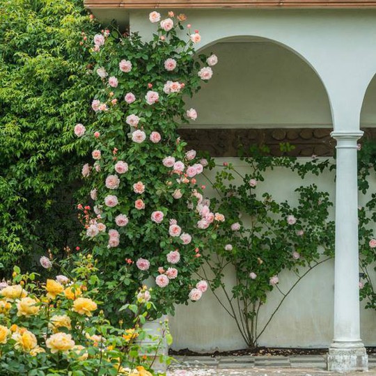 Mê mẩn vườn hồng hơn 1.000 gốc của cụ ông 91 tuổi - Ảnh 14.