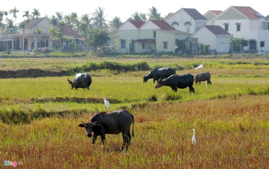 Làng biệt thự giữa miền quê Hội An - Ảnh 15.