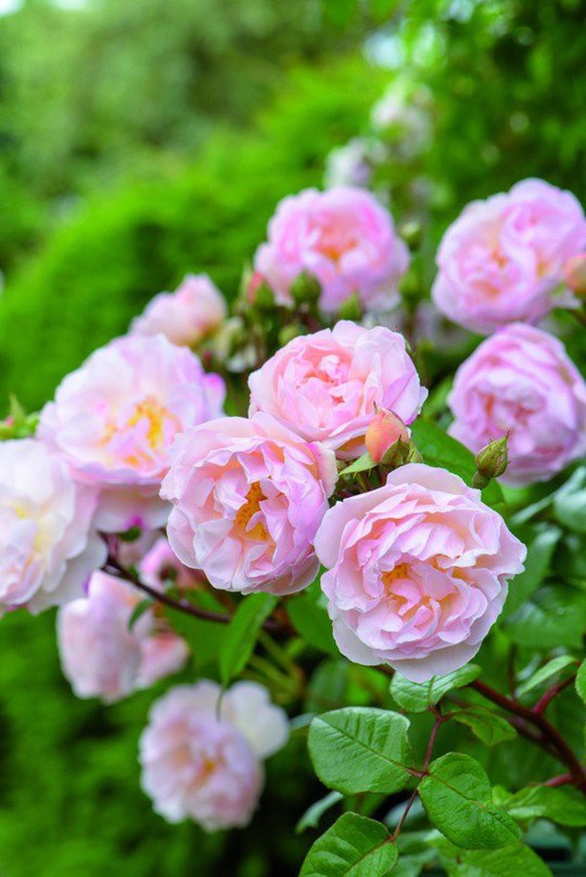 Mê mẩn vườn hồng hơn 1.000 gốc của cụ ông 91 tuổi - Ảnh 15.