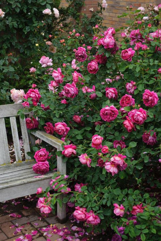 Mê mẩn vườn hồng hơn 1.000 gốc của cụ ông 91 tuổi - Ảnh 16.