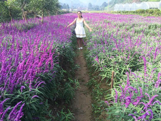 Ngẩn ngơ với thung lũng hoa ở cao nguyên Lào Cai - Ảnh 6.