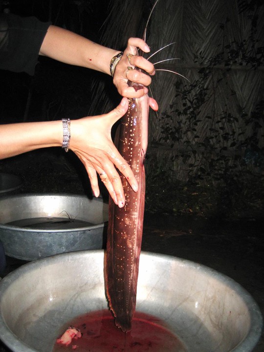 Cá Trê Suối Phú Quốc: Đặc sản “độc” của Đảo Ngọc - Ảnh 4.