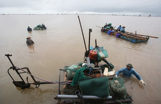 Cận cảnh bắt hàng trăm tấn ngao ở biển Tiền Hải - Ảnh 3.