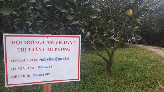 Cam Cao Phong còn 20.000 đ/kg, lo vỡ trận vì diện tích tăng cao - Ảnh 3.