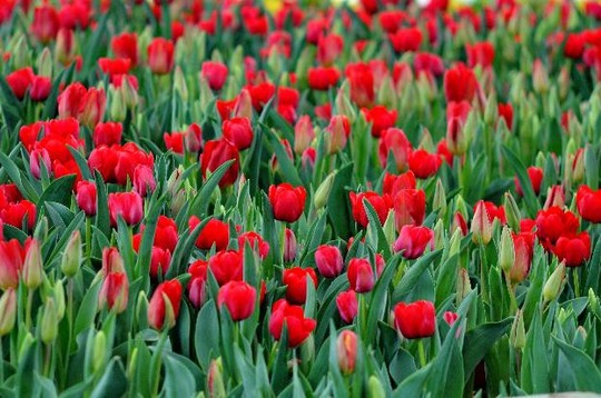 Lạc lối giữa ngàn hoa Tulip tại Vinpearl Land Nha Trang - Ảnh 3.