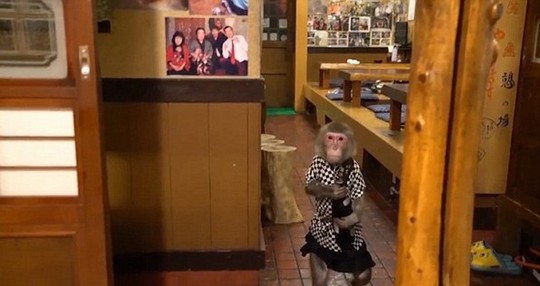Thuê khỉ làm... bồi bàn, quán rượu ở Nhật Bản gây sốt - Ảnh 3.