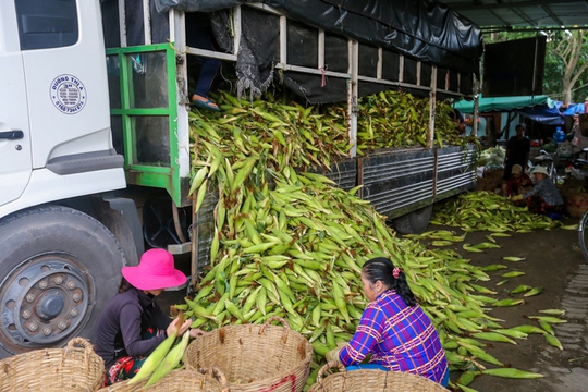 Chợ bắp lớn nhất Sài Gòn - Ảnh 4.