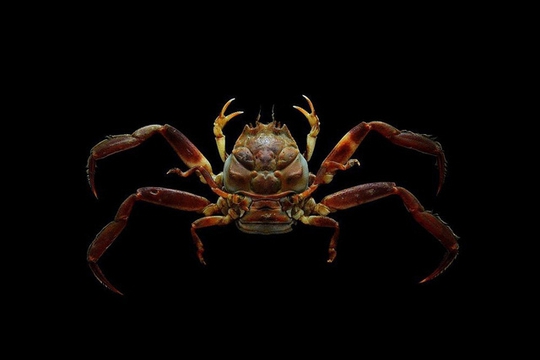 Loài cua kỳ lạ giống hệt mặt người - Ảnh 4.