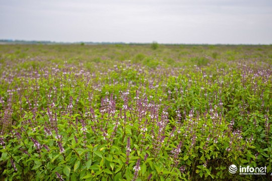 Thực hư cánh đồng hoa Lavender ở ngoại ô Hà Nội - Ảnh 4.