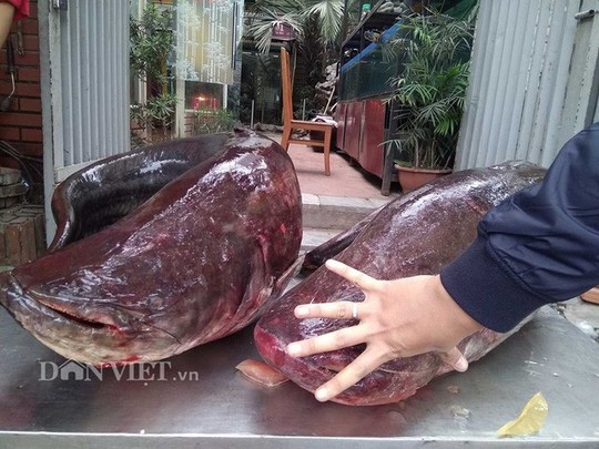 Cận cảnh cặp cá leo khủng nặng hơn 1 tạ xuất hiện ở Thủ đô - Ảnh 4.