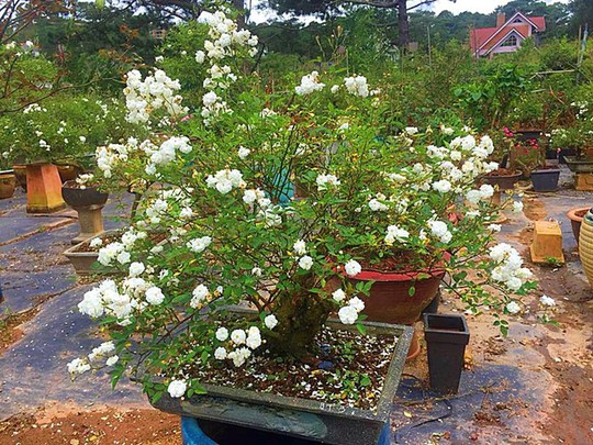  Mua hồng bonsai sang chảnh về chưng Tết - Ảnh 4.