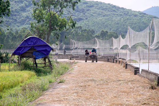Ám ảnh với những hình ảnh săn chim trời ở Hà Tĩnh - Ảnh 5.