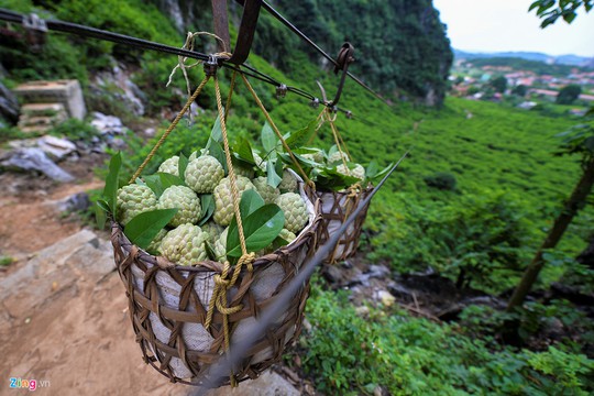 Nhọc nhằn trồng na trên núi đá - Ảnh 5.