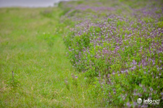 Thực hư cánh đồng hoa Lavender ở ngoại ô Hà Nội - Ảnh 5.