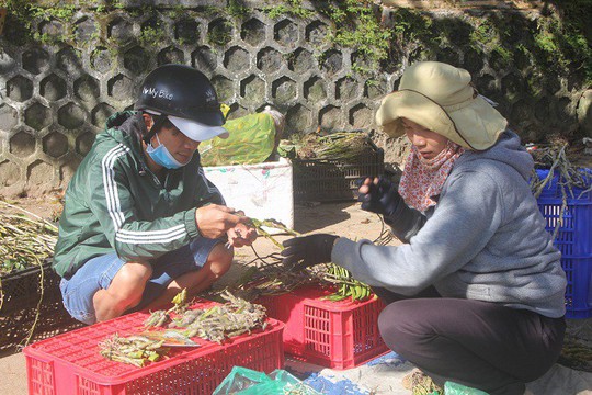 Săn vô tội vạ, lan rừng quý có nguy cơ cạn kiệt - Ảnh 2.