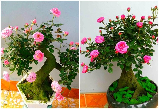  Mua hồng bonsai sang chảnh về chưng Tết - Ảnh 5.