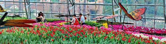 Lạc lối giữa ngàn hoa Tulip tại Vinpearl Land Nha Trang - Ảnh 6.