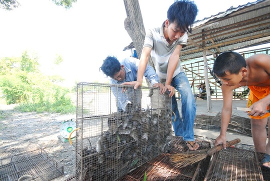 Chính quyền địa phương cho biết, chợ chuột Phù Dật nằm gọn trên ấp Bình Chiến, trong ấp có khoảng 600 hộ thì có tới trên 200 hộ sống bằng nghề săn bắt, làm thuê và kinh doanh chuột. Nhờ cái chợ này mà hàng trăm lao động có công ăn việc làm, thu nhập ổn định. Do công việc nhẹ nhàng nên thu hút các chị em phụ nữ và thậm chí cả trẻ em, người già tham gia dây chuyền giết mổ, mỗi ngày thu nhập trung bình từ 70.000 - 100.000 đồng/người.