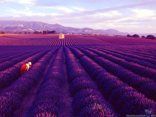 Thiên đường oải hương tràn sắc tím giữa lòng Provence - Ảnh 7.
