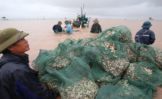 Cận cảnh bắt hàng trăm tấn ngao ở biển Tiền Hải - Ảnh 6.