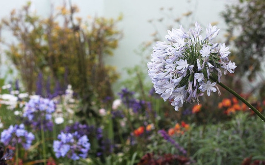 Chốn bình yên bên vườn hoa đẹp như thiên đường của bà lão 83 tuổi  - Ảnh 6.