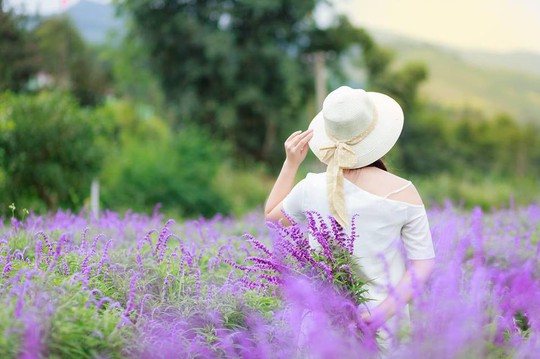 Ngẩn ngơ với thung lũng hoa ở cao nguyên Lào Cai - Ảnh 2.